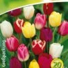 Triumph Tulpe Prachtmischung (18 Stück) | Triumph-Tulpen Von Quedlinburger -Compoes Verkaufe 533094 Triumph Tulpe Prachtmischung 20 Stueck 308372 qb 0