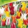 Lilienblütige Tulpe Prachtmischung (18 Stück) | Tulpenzwiebeln Von Quedlinburger -Compoes Verkaufe 533095 Lilienbluetige Tulpe Prachtmischung 20 Stueck 308374 qb 0