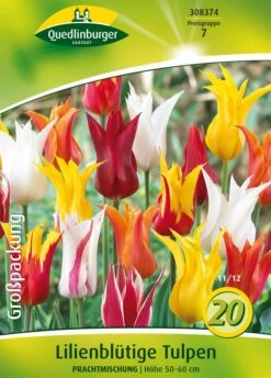 Lilienblütige Tulpe Prachtmischung (18 Stück) | Tulpenzwiebeln Von Quedlinburger