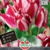 Tulpe Flaming Club (7 Stück) | Mehrblütige Tulpen Von Sperli -Compoes Verkaufe 533194 Tulpe Flaming Club 7 Stueck 452020 0