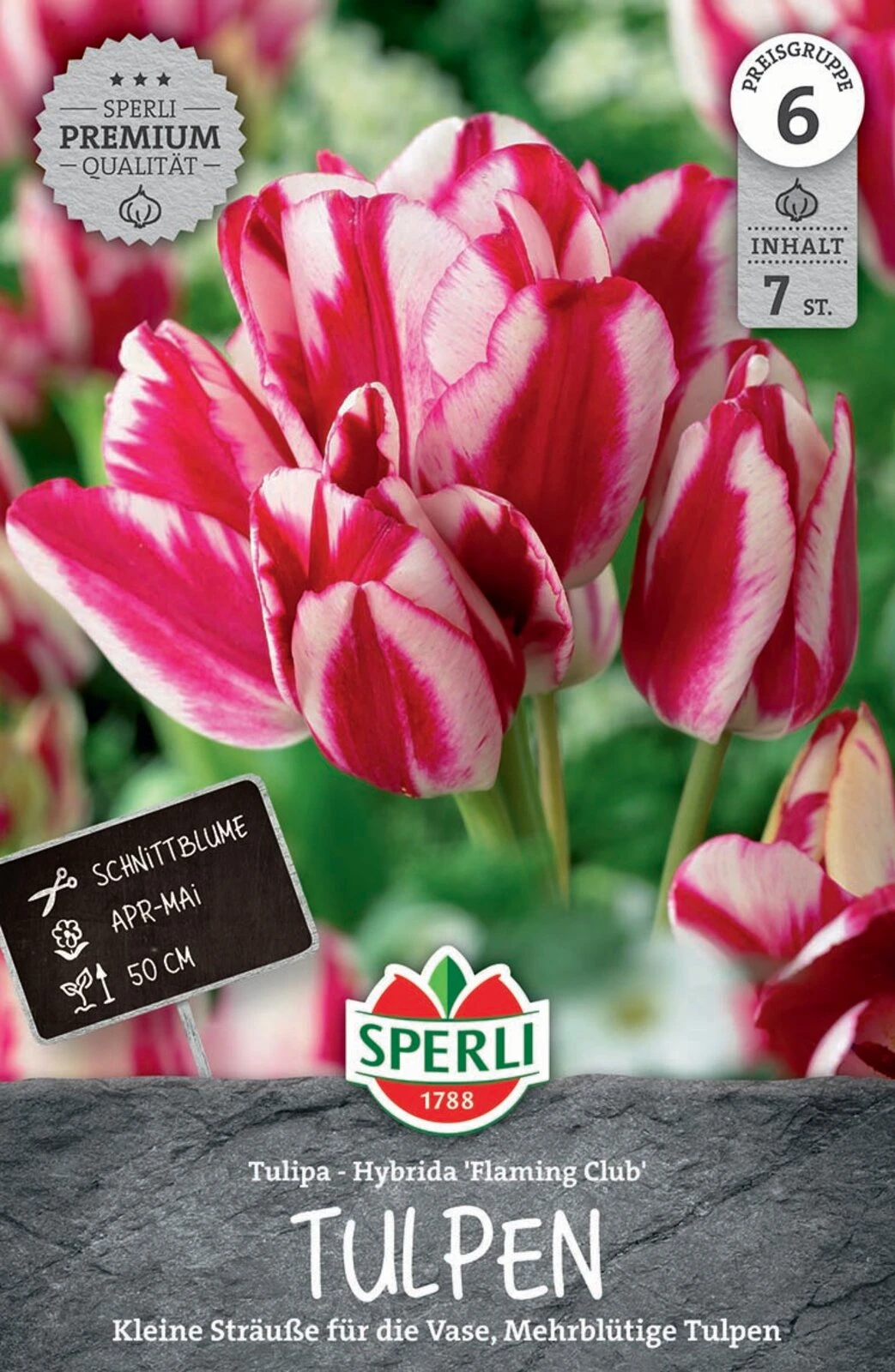 Tulpe Flaming Club (7 Stück) | Mehrblütige Tulpen Von Sperli 3 Tulpe Flaming Club (7 Stück) | Mehrblütige Tulpen Von Sperli