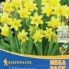 Mega-Pack Steingarten Narzisse Tête à Tête (17 Stück) | Narzissenzwiebeln Von Kiepenkerl -Compoes Verkaufe 533504 Mega Pack Steingarten Narzisse T te a T te 17 Stueck 509009 0