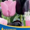 Einfache Späte Tulpe Candy Friends (8 Stück) | Tulpenzwiebeln Von Kiepenkerl -Compoes Verkaufe 533514 Einfache spaete Tulpe Candy Friends 8 Stueck 506091 0