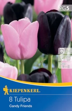 Einfache Späte Tulpe Candy Friends (8 Stück) | Tulpenzwiebeln Von Kiepenkerl