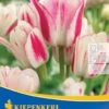 Mehrblütige Tulpe Candy Club (7 Stück) | Tulpenzwiebeln Von Kiepenkerl 1 Mehrblütige Tulpe Candy Club (7 Stück) | Tulpenzwiebeln Von Kiepenkerl -Compoes Verkaufe 533521 Mehrbluetige Tulpe Candy Club 7 Stueck 501362 0