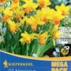 Mega-Pack Narzisse Jetfire (21 Stück) | Narzissenzwiebeln Von Kiepenkerl -Compoes Verkaufe 533576 Mega Pack Narzisse Jetfire 21 Stueck 505872 0