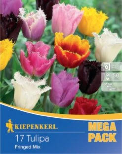 Mega-Pack Gefranste Tulpe Mischung (17 Stück) | Tulpenzwiebeln Von Kiepenkerl -Compoes Verkaufe 533585 Mega Pack Gefranste Tulpe Mischung 17 Stueck 598713 0