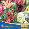 Mega-Pack Papagei Tulpe Papageien Mischung (12 Stück) | Tulpenzwiebeln Von Kiepenkerl -Compoes Verkaufe 533587 Mega Pack Papagei Tulpe Papageien Mischung 12 Stueck 598751 0