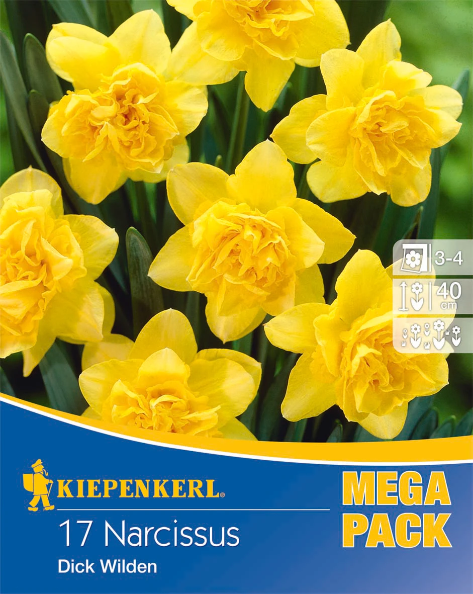Mega-Pack Narzisse Dick Wilden (17 Stück) | Narzissenzwiebeln Von Kiepenkerl 4 Mega-Pack Narzisse Dick Wilden (17 Stück) | Narzissenzwiebeln Von Kiepenkerl – Bild 2
