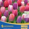 Mega-Pack Darwin-Hybrid-Tulpe Big Pride Mischung (17 Stück) | Tulpenzwiebeln Von Kiepenkerl -Compoes Verkaufe 533649 Mega Pack Darwin Hybrid Tulpe Big Pride Mischung 17 Stueck 508552 0