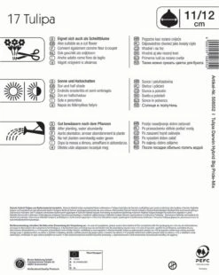 Mega-Pack Darwin-Hybrid-Tulpe Big Pride Mischung (17 Stück) | Tulpenzwiebeln Von Kiepenkerl -Compoes Verkaufe 533649 Mega Pack Darwin Hybrid Tulpe Big Pride Mischung 17 Stueck 508552 1