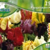 Papageien Tulpe Mischung (25 Stück) | Tulpenzwiebeln Von Pegasus -Compoes Verkaufe 533652 Papageien Tulpe Mischung 25 Stueck 595323 0