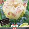 Tulpe Danceline (5 Stück) | Tulpenzwiebeln Von Sperli -Compoes Verkaufe 537954 Tulpe Danceline 5 Stueck 453249 0