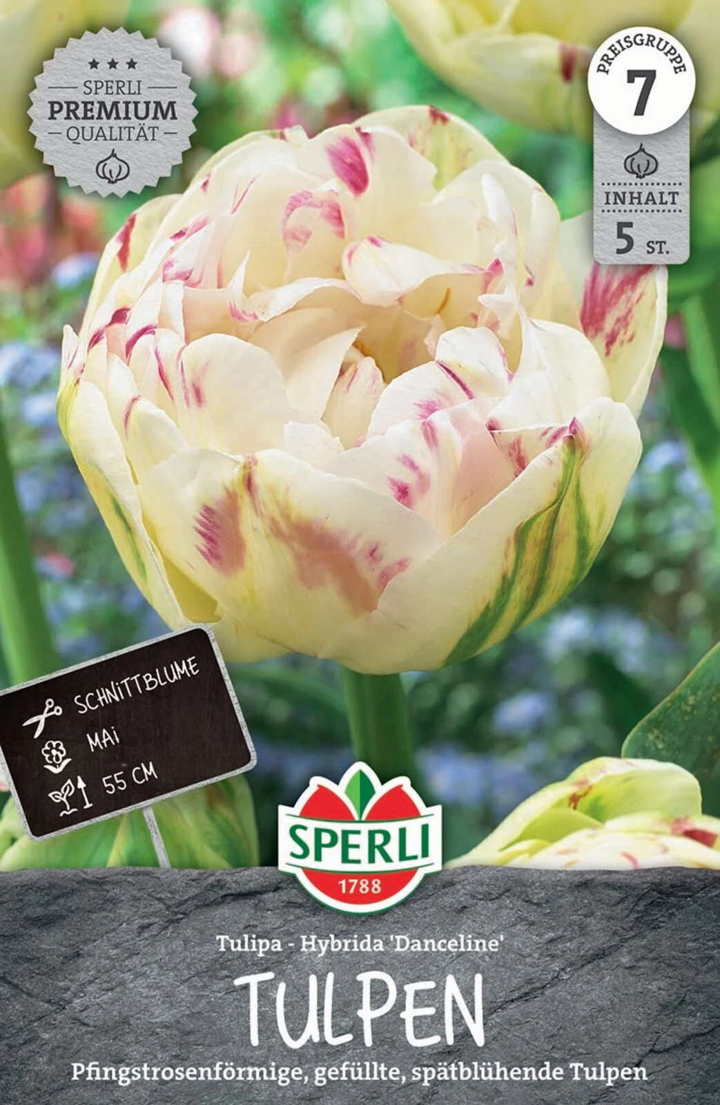 Tulpe Danceline (5 Stück) | Tulpenzwiebeln Von Sperli 3 Tulpe Danceline (5 Stück) | Tulpenzwiebeln Von Sperli