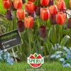 Tulpe Halloween (14 Stück) | Triumph-Tulpen Von Sperli -Compoes Verkaufe 538013 Tulpe Halloween 14 Stueck 464177 0
