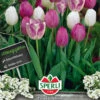 Tulpenmischung Violet Charme (18 Stück) | Tulpenmischung Von Sperli