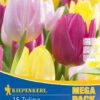 Mega-Pack Einfache Frühe Tulpe Princen Mischung (15 Stück) | Tulpenzwiebeln Von Kiepenkerl -Compoes Verkaufe 538135 Mega Pack Einfache fruehe Tulpe Princen Mischung 15 Stueck 508101 0