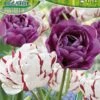Tulpe Carnaval De Nice &amp; Blue Diamond (10 Stück) | Tulpenzwiebeln Von Pegasus -Compoes Verkaufe 538226 Tulpe Carnaval de Nice und Blue Diamond 10 Stueck 599079 0