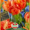Tulpe Monte Orange (7 Stück) | Tulpenzwiebeln Von Sperli -Compoes Verkaufe 540703 Tulpe Monte Orange 7 Stueck 451085 0