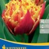Gefranste Tulpe Golddust (7 Stück) | Tulpenzwiebeln Von Kiepenkerl -Compoes Verkaufe 543942 Gefranste Tulpe Golddust 7 Stueck 504493 0