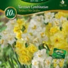 Combipack Narzissen Mix (5 Stück) | Narzissenzwiebeln Von Quedlinburger -Compoes Verkaufe 546151 Combipack Narzissen Mix 309730 qb 0