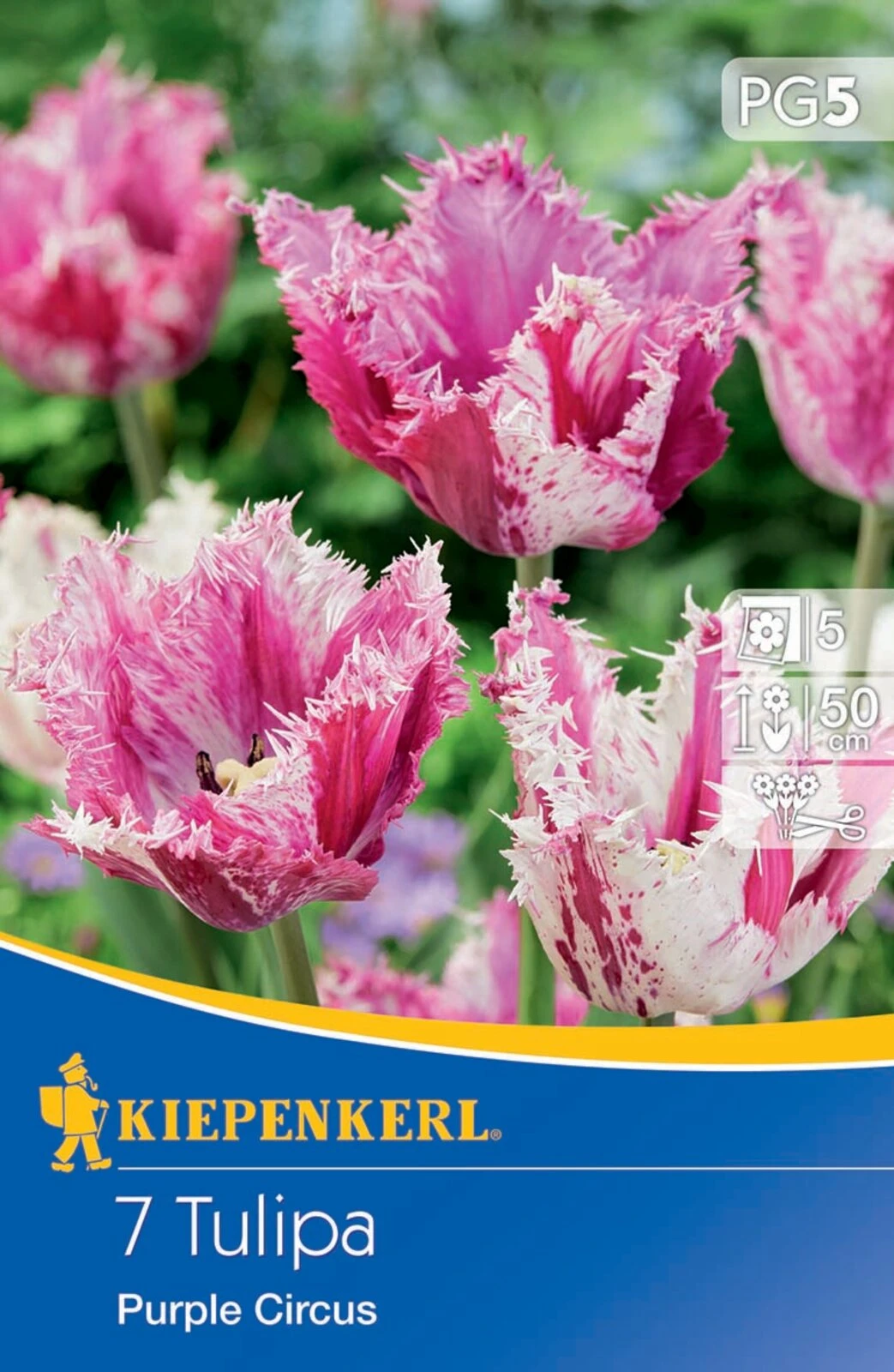 Gefranste Tulpe Purple Circus (7 Stück) | Tulpenzwiebeln Von Kiepenkerl 4 Gefranste Tulpe Purple Circus (7 Stück) | Tulpenzwiebeln Von Kiepenkerl – Bild 2