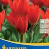 Wildtulpe Praestans Fusilier (10 Stück) | Tulpenzwiebeln Von Kiepenkerl -Compoes Verkaufe 549365 Wildtulpe praestans Fusilier 10 Stueck 505247 0