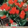 Wildtulpe Fuselier (7 Stück) | Wildtulpe Von Sperli -Compoes Verkaufe 549453 Wildtulpe Fuselier 7 Stueck 455922 0