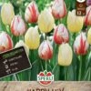 Frühlingsgarten Happy Mix (12 Stück) | Triumph-Tulpen Von Sperli -Compoes Verkaufe 549480 Fruehlingsgarten Happy Mix 12 Stueck 464344 0