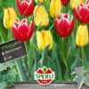 Frühlingsgarten Vampires Kiss (12 Stück) | Triumph-Tulpen Von Sperli