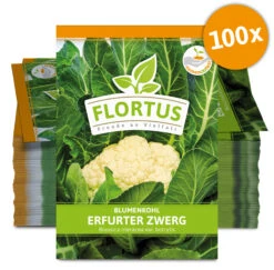 Blumenkohl Erfurter Zwerg (100 Stück) | Blumenkohlsamen Von FLORTUS