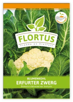 Blumenkohl Erfurter Zwerg (100 Stück) | Blumenkohlsamen Von FLORTUS -Compoes Verkaufe 549866 Blumenkohl Erfurter Zwerg 100 Stueck 2000 0483 100x 1