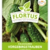 Einlegegurke Vorgebirgstrauben (100 Stück) | Einlegegurkensamen Von FLORTUS -Compoes Verkaufe 549867 Einlegegurke Vorgebirgstrauben 100 Stueck 2000 0484 100x 1