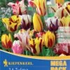 Mega-Pack Rembrandt-Tulpen Mischung (14 Stück) | Tulpenzwiebeln Von Kiepenkerl 2 Mega-Pack Rembrandt-Tulpen Mischung (14 Stück) | Tulpenzwiebeln Von Kiepenkerl -Compoes Verkaufe 554115 Mega Pack Rembrandt Tulpen Mischung 14 Stueck 507197 0