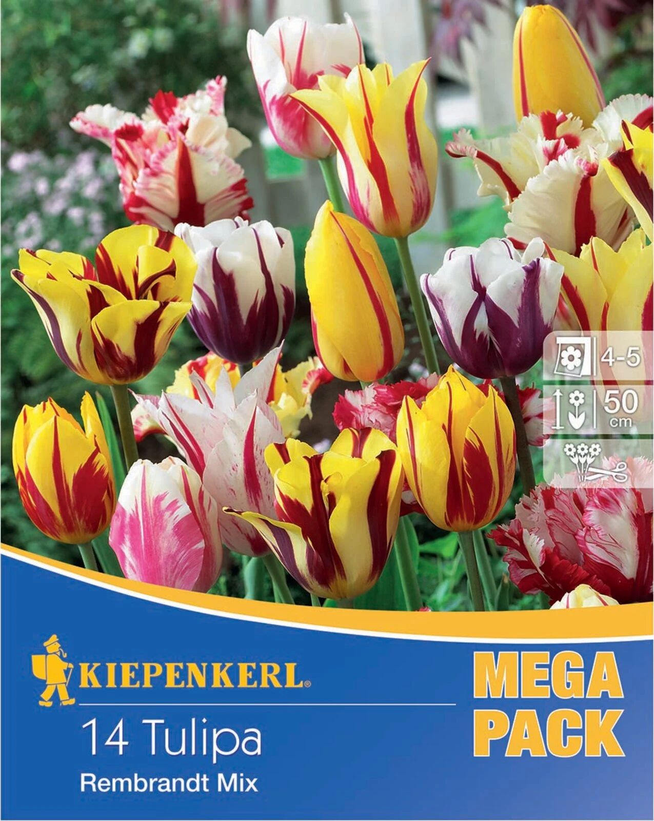 Mega-Pack Rembrandt-Tulpen Mischung (14 Stück) | Tulpenzwiebeln Von Kiepenkerl 3 Mega-Pack Rembrandt-Tulpen Mischung (14 Stück) | Tulpenzwiebeln Von Kiepenkerl