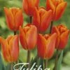 Tulpe Orange Van Eijk (20 Stück) | Tulpenzwiebeln Von Sam Van Schooten 1 Tulpe Orange Van Eijk (20 Stück) | Tulpenzwiebeln Von Sam Van Schooten -Compoes Verkaufe 555223 Tulpe Orange van Eijk 20 Stueck 10230 bl 0