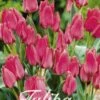 Tulpe Toronto (20 Stück) | Tulpenzwiebeln Von Sam Van Schooten -Compoes Verkaufe 555225 Tulpe Toronto 20 Stueck 10240 bl 0