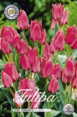 Tulpe Toronto (20 Stück) | Tulpenzwiebeln Von Sam Van Schooten