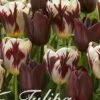 Tulpe Graaf Floris (20 Stück) | Tulpenzwiebeln Von Sam Van Schooten -Compoes Verkaufe 555236 Tulpe Graaf Floris 20 Stueck 10267 bl 0