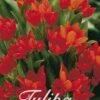 Tulpe Praestans Zwanenburg (25 Stück) | Tulpenzwiebeln Von Sam Van Schooten -Compoes Verkaufe 555244 Tulpe Praestans Zwanenburg 25 Stueck 10288 bl 0