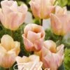Tulpe Apricot Foxx (20 Stück) | Tulpenzwiebeln Von Sam Van Schooten 2 Tulpe Apricot Foxx (20 Stück) | Tulpenzwiebeln Von Sam Van Schooten -Compoes Verkaufe 555247 Tulpe Apricot Foxx 20 Stueck 10292 bl 0