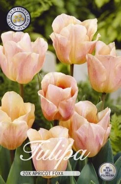 Tulpe Apricot Foxx (20 Stück) | Tulpenzwiebeln Von Sam Van Schooten