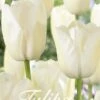 Tulpe White Dream (20 Stück) | Tulpenzwiebeln Von Sam Van Schooten