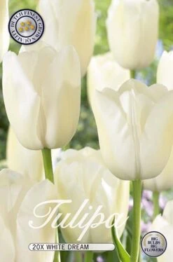 Tulpe White Dream (20 Stück) | Tulpenzwiebeln Von Sam Van Schooten