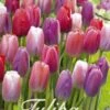 Tulpe Garden Pride (20 Stück) | Tulpenzwiebeln Von Sam Van Schooten -Compoes Verkaufe 555277 Tulpe Garden Pride 20 Stueck 10381 bl 0
