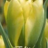 Tulpe Formosa (7 Stück) | Tulpenzwiebeln Von Sam Van Schooten -Compoes Verkaufe 555354 Tulpe Formosa 7 Stueck 80357 bl 0