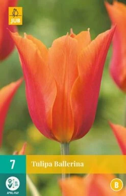 Tulpe Ballerina (7 Stück) | Tulpenzwiebeln Von Jub Holland