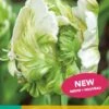 Tulpe Super Parrot (7 Stück) | Tulpenzwiebeln Von Jub Holland -Compoes Verkaufe 559699 Tulpe Super Parrot 10 Stueck 303680 jb 0