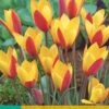 Tulpe Clusiana Cynthia (10 Stück) | Tulpenzwiebeln Von Jub Holland -Compoes Verkaufe 559736 Tulpe clusiana Cynthia 10 Stueck 304910 jb 0