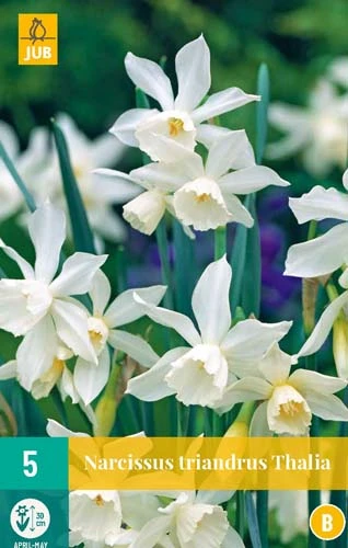 Narzisse Triandrus Thalia (5 Stück) | Narzissenzwiebeln Von Jub Holland 2 Narzisse Triandrus Thalia (5 Stück) | Narzissenzwiebeln Von Jub Holland